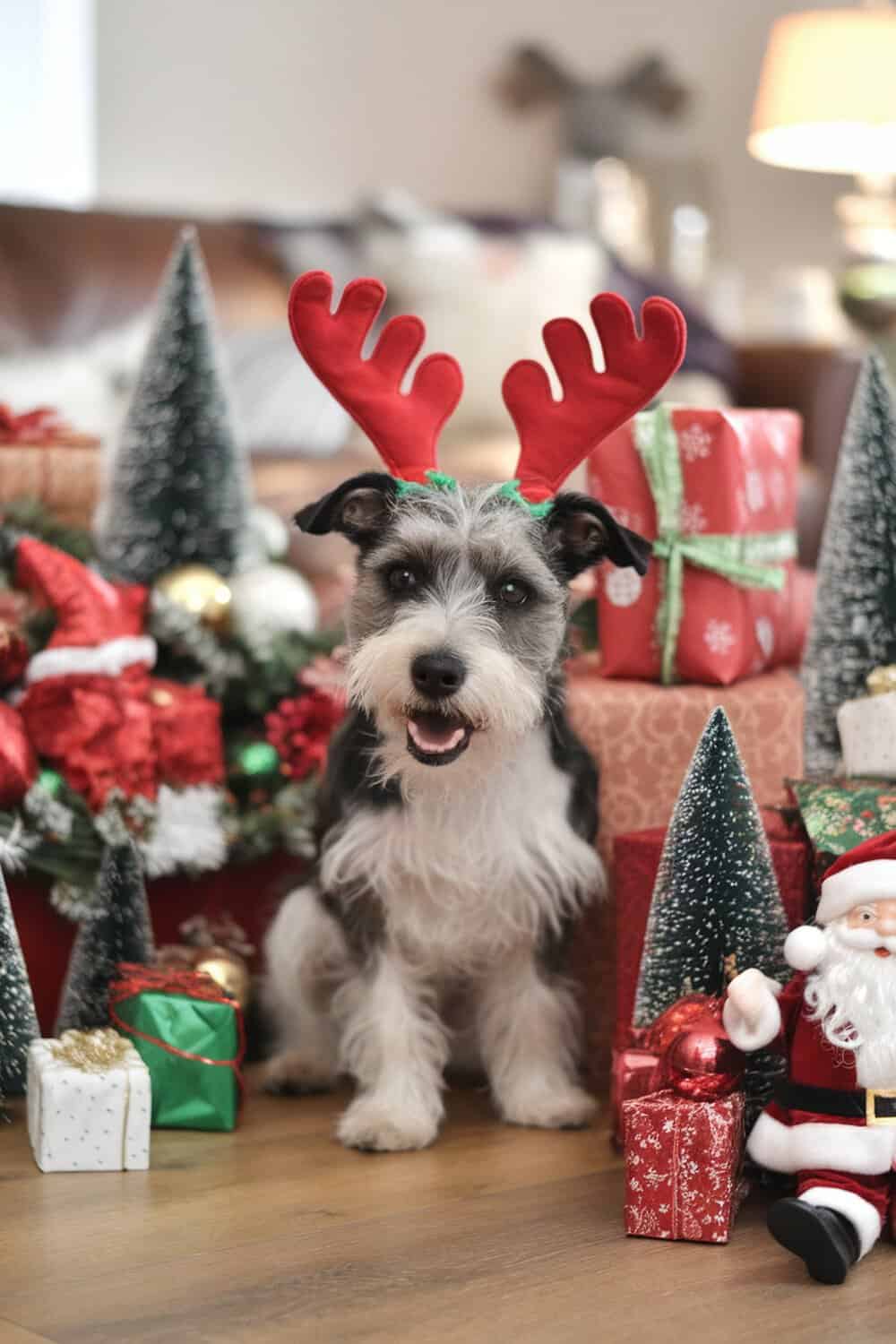 A cute terrier dog wearing reindeer antlers, surrounded by Christmas decorations and gifts.