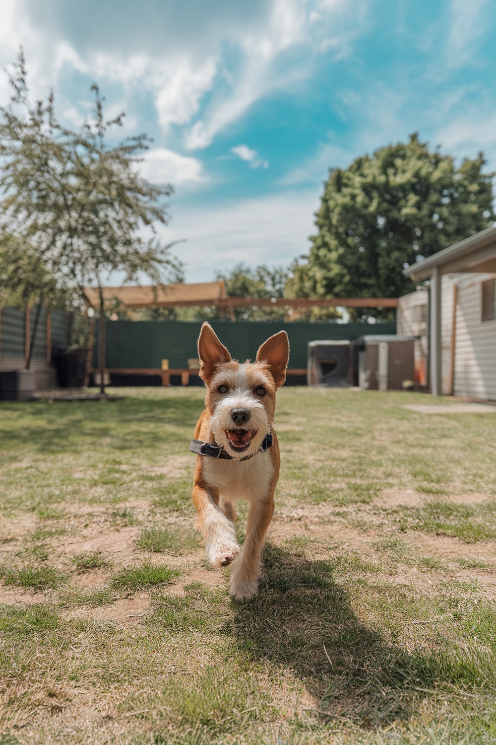A happy Border Terrier running in a grassy yard.