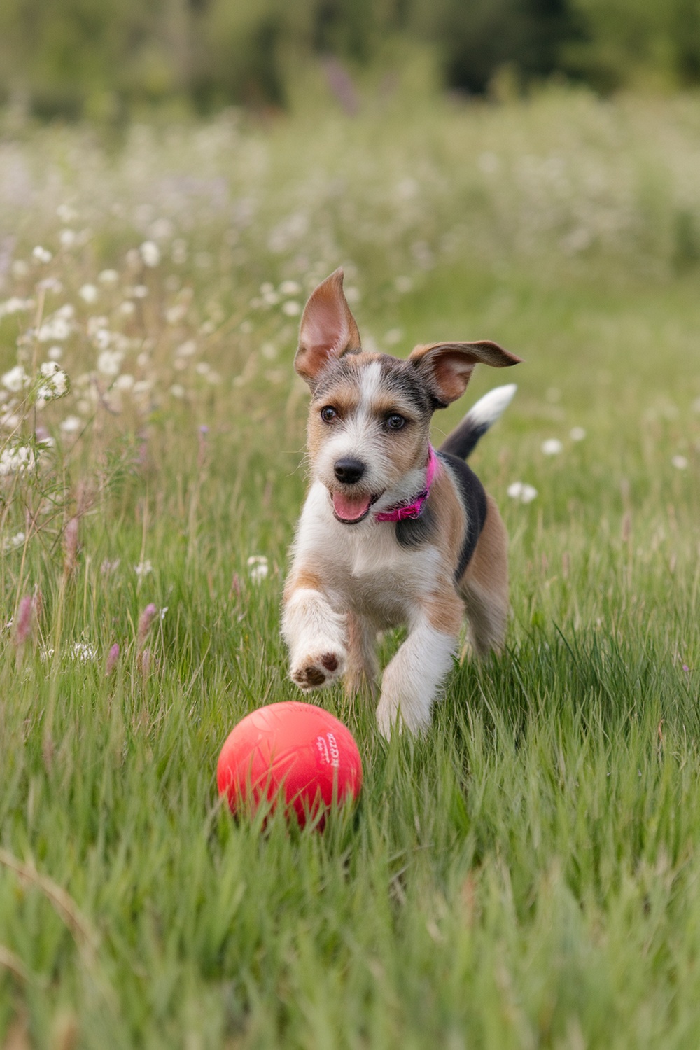 A Border Terrier puppy running in a field, excitedly chasing a red ball.