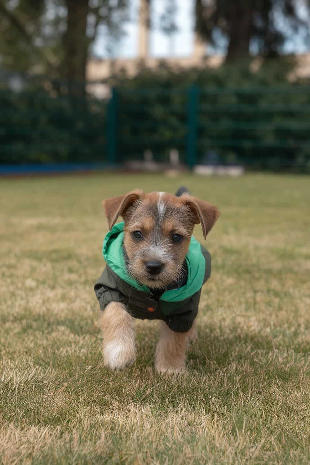 A Border Terrier puppy wearing a green jacket, taking its first steps on grass.