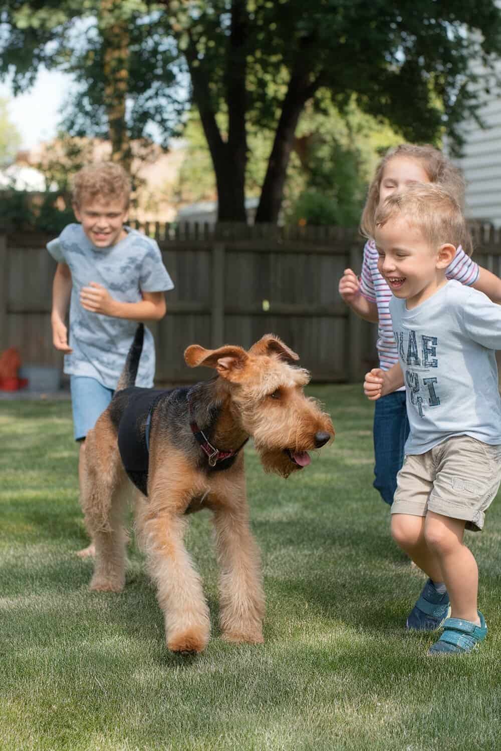 Airedale playing with children in a backyard.