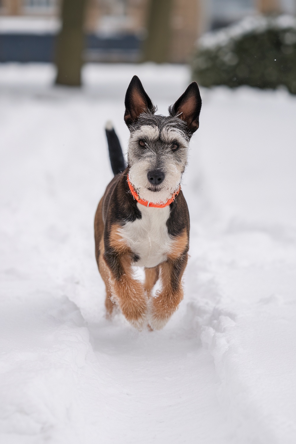 A Sealyham Terrier running joyfully in the snow.