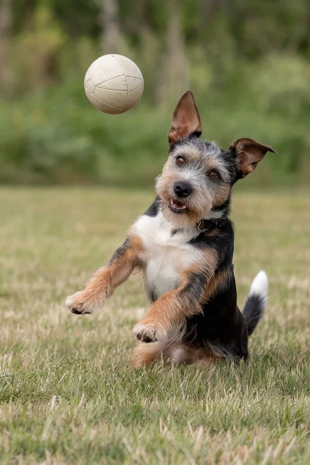 A Border Terrier jumping for a ball, showcasing a funny moment.