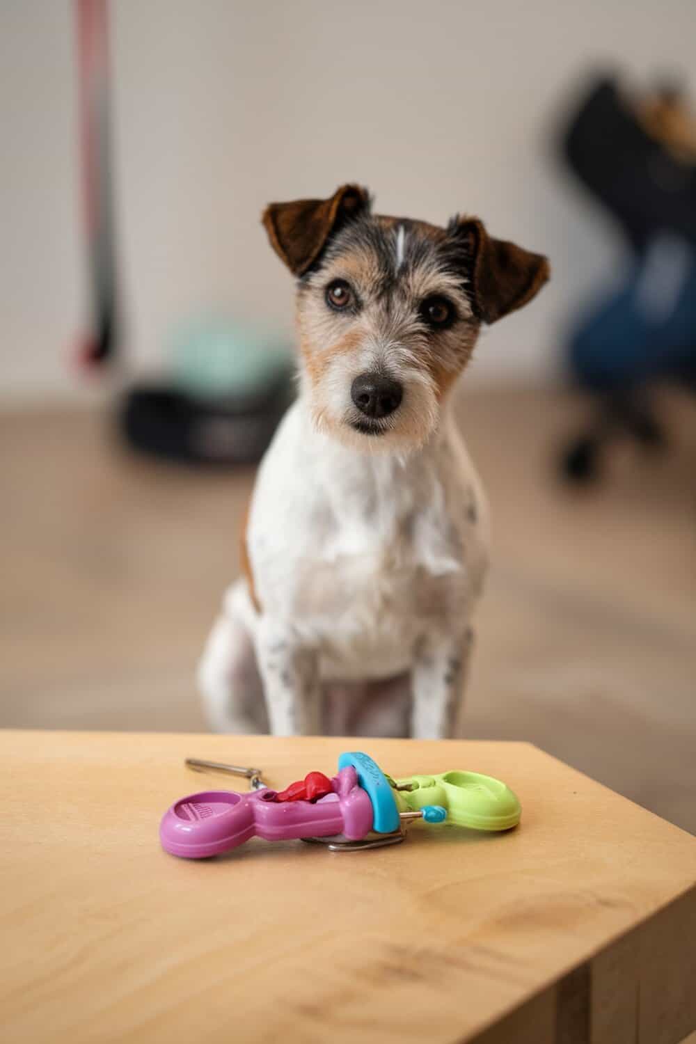 A terrier dog sitting in front of colorful dog training clickers on a wooden table.