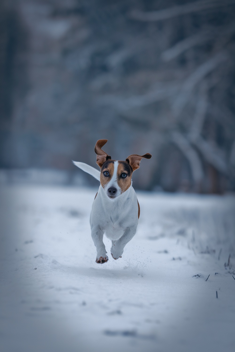 A Jack Russell Terrier running joyfully in the snow.