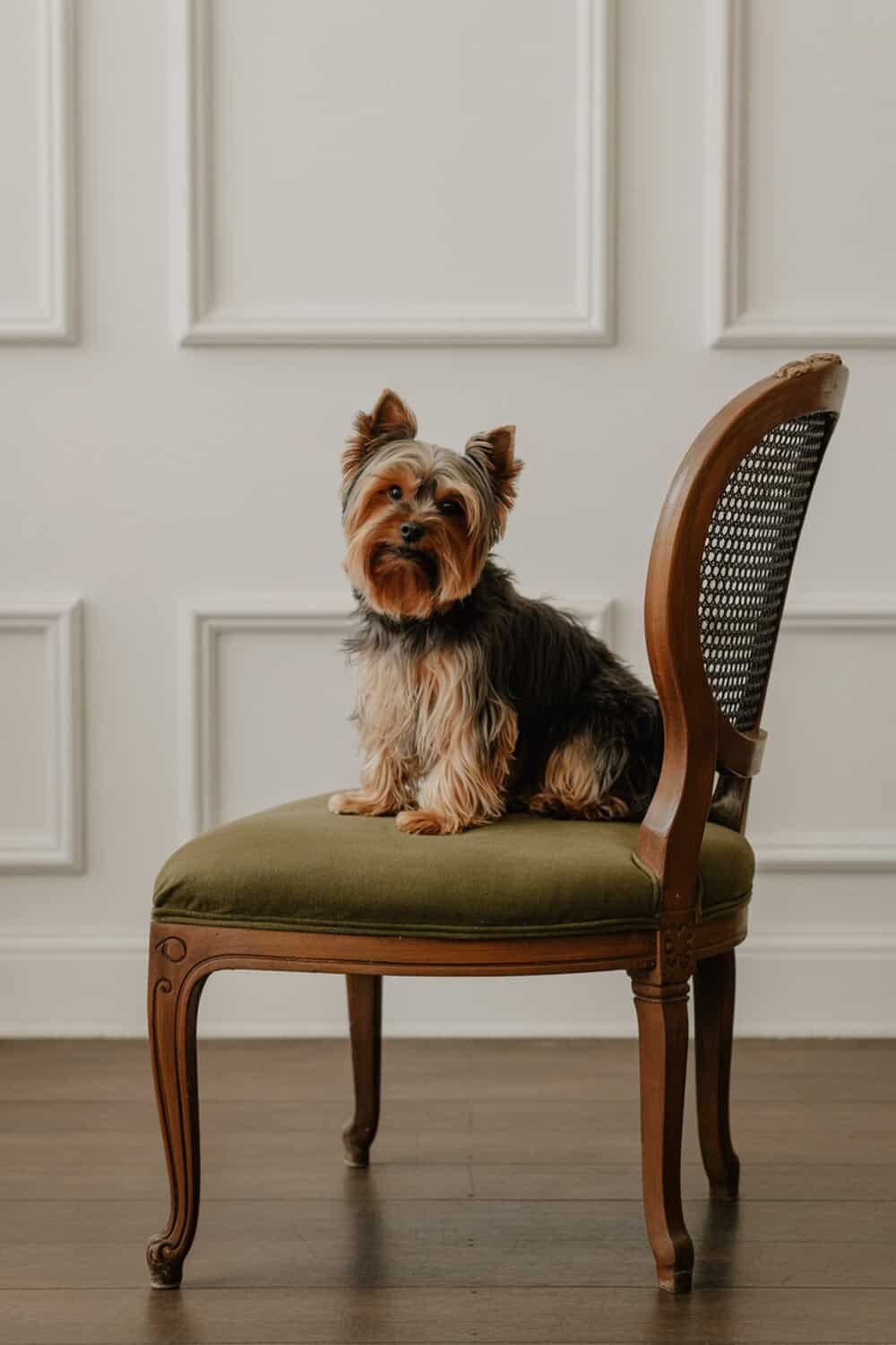 Yorkshire Terrier sitting on a green cushioned chair.