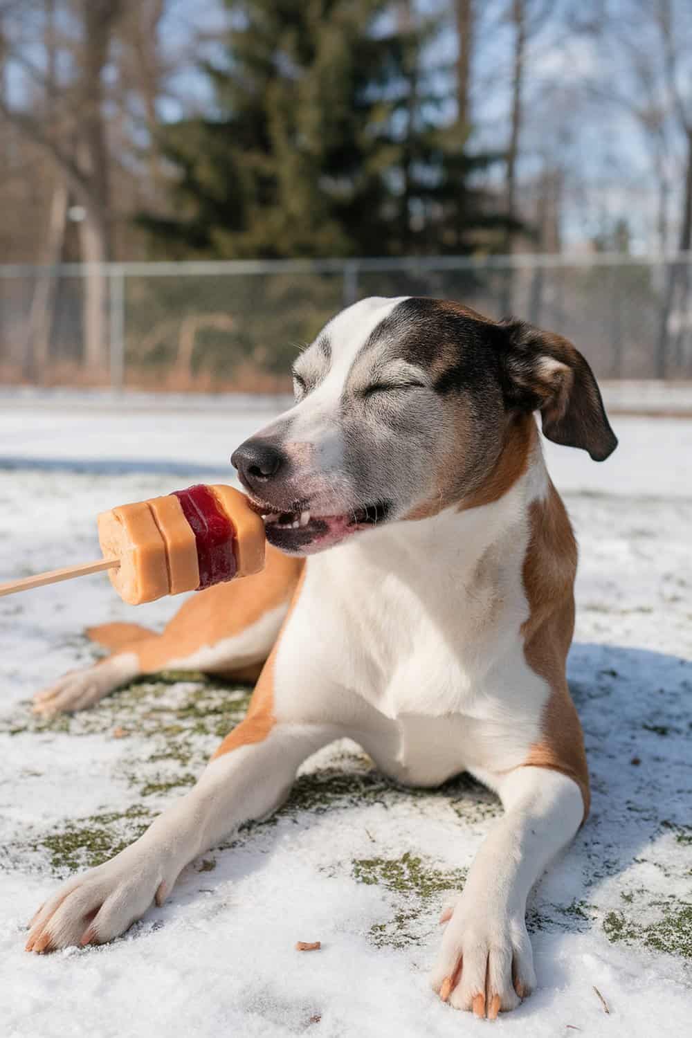 A dog enjoying a peanut butter and jelly pupsicle on a stick.