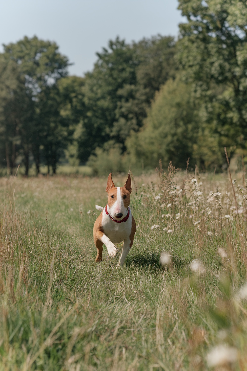 A Bull Terrier running in a grassy field.