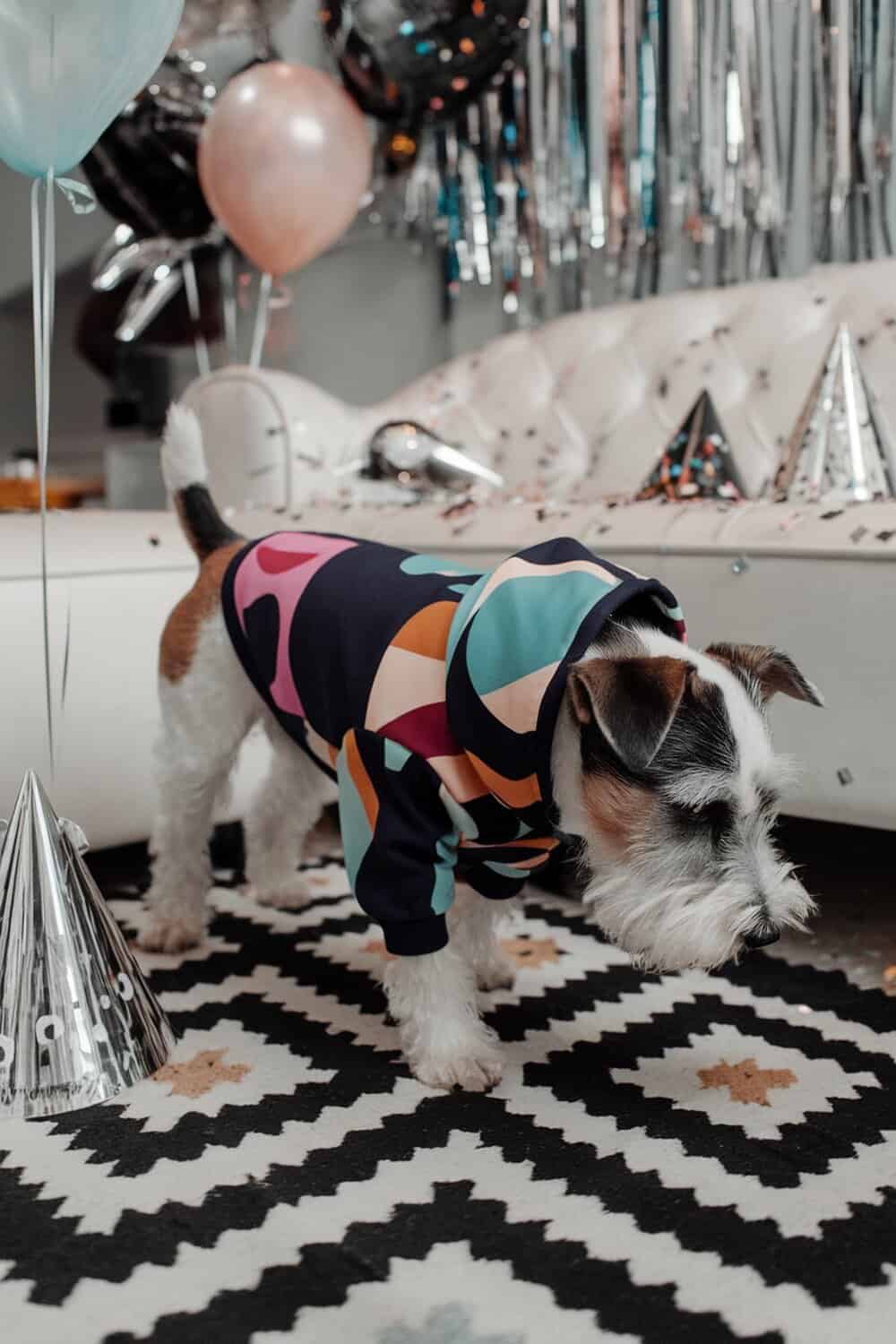 A terrier dog wearing a colorful bold print hoodie, surrounded by New Year's decorations.