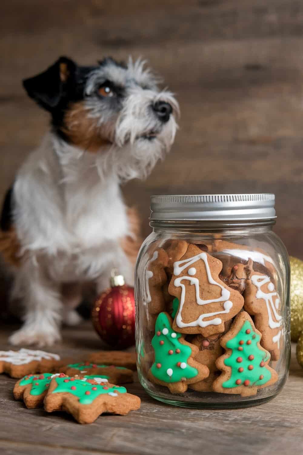 A jar of homemade dog treats with a terrier in the background, decorated for Christmas.