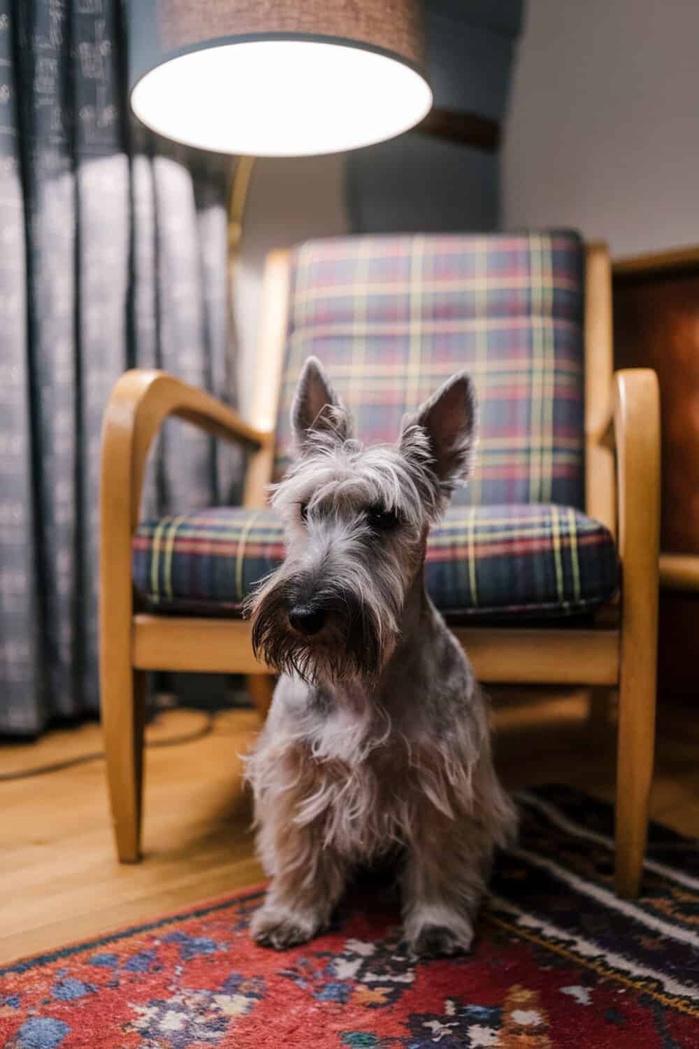A Scottish Terrier sitting on a colorful rug in a cozy room.