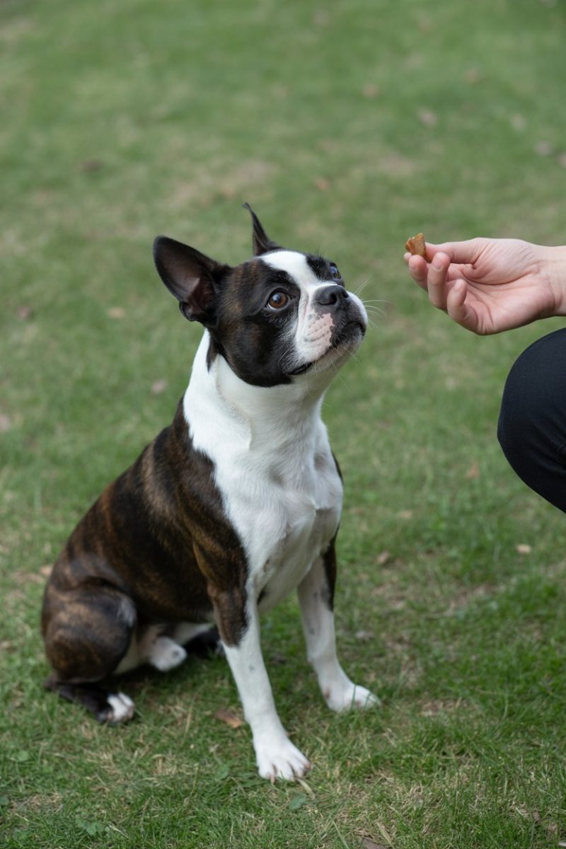 A black and white Boston Terrier dog sitting attentively on green grass.