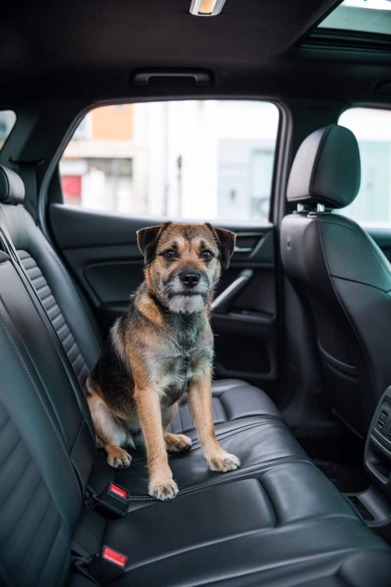 A Border Terrier dog sitting upright in the back seat of a luxury car with black leather interior. 
