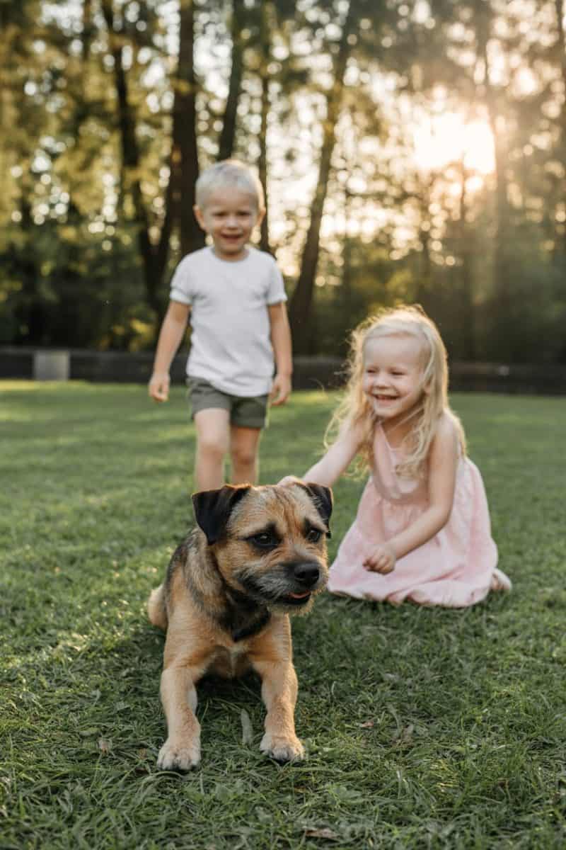 Two young caucasian children and a Border Terrier dog on a grassy lawn at sunset.