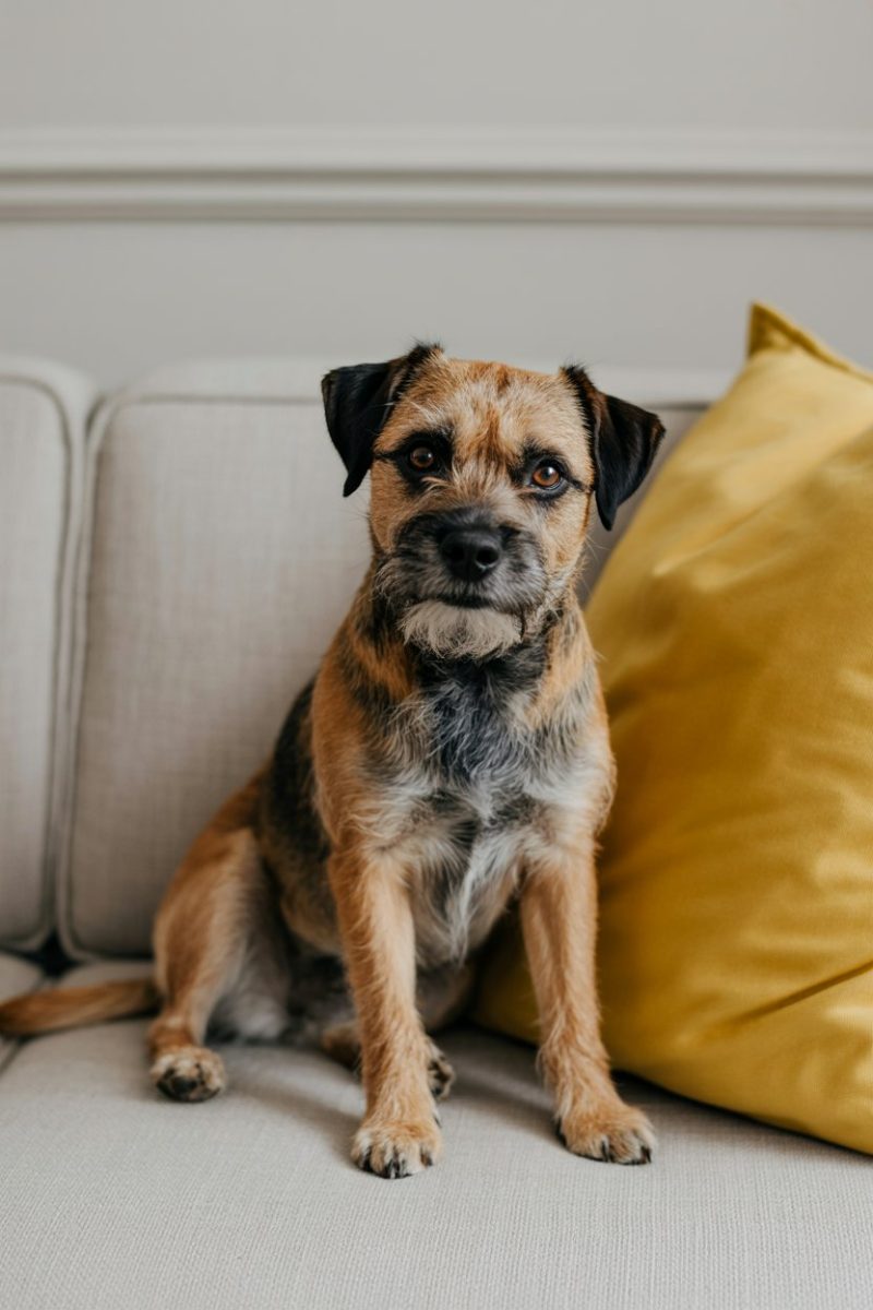 A Border Terrier sitting alertly on a light gray couch.
