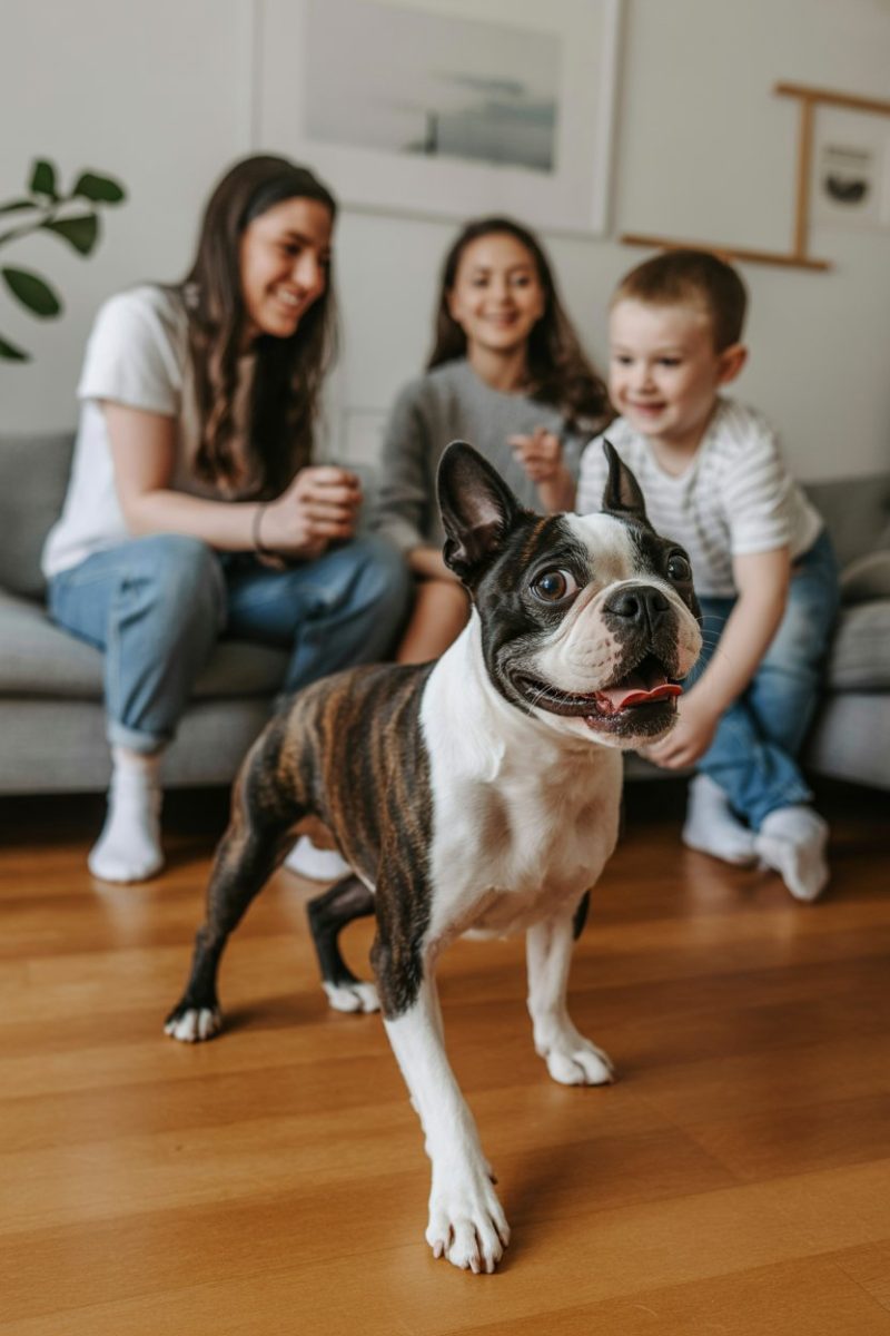A Boston Terrier dog standing on a polished hardwood floor with three people are sitting on a gray couch.