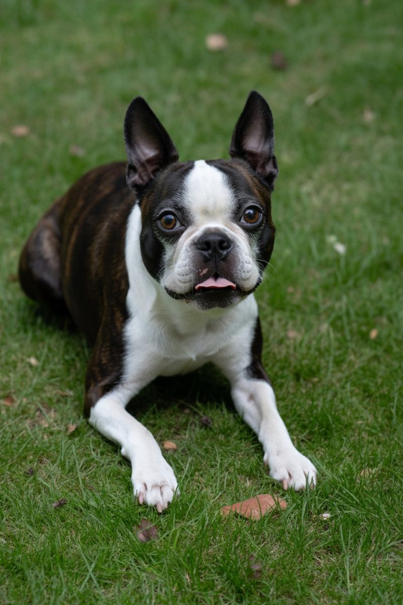 A Boston Terrier lying on green grass.