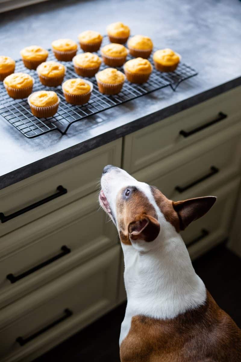Freshly baked yellow cupcakes on a black wire cooling rack with Terrier dog with a white and brown coat is looking up at the cupcakes with its mouth open in an excited expression.