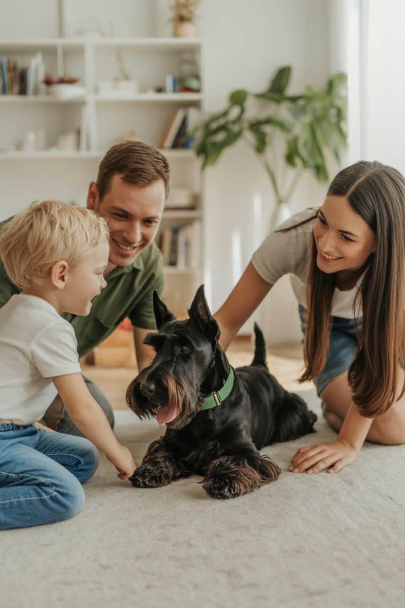 A caucasian family with a black Scottish Terrier dog on a light beige carpet.