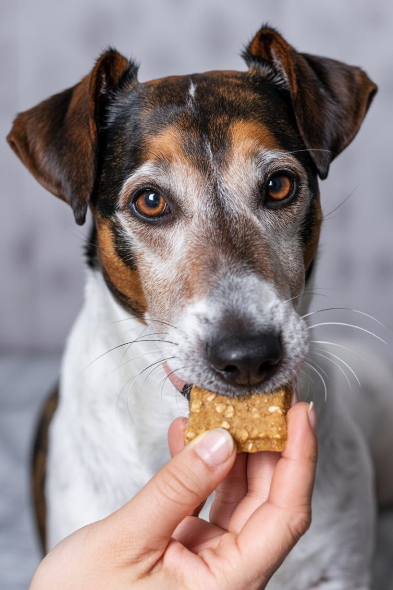 A Jack Russell Terrier dog being fed a small brown treat.