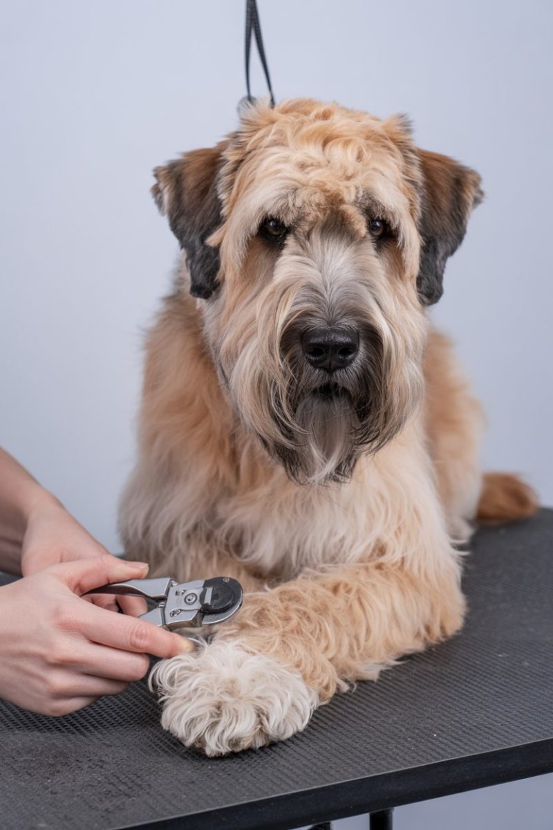 A soft-coated wheaten terrier lying on a black textured grooming table.