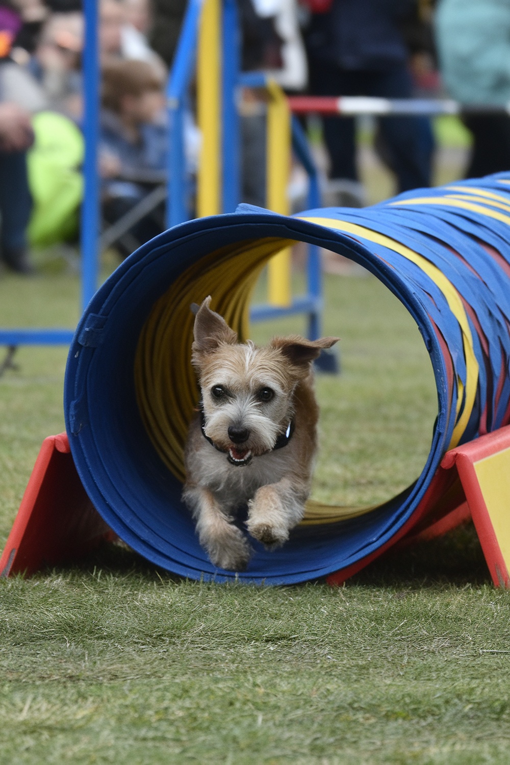 A Border Terrier running through a colorful agility tunnel at a competition.