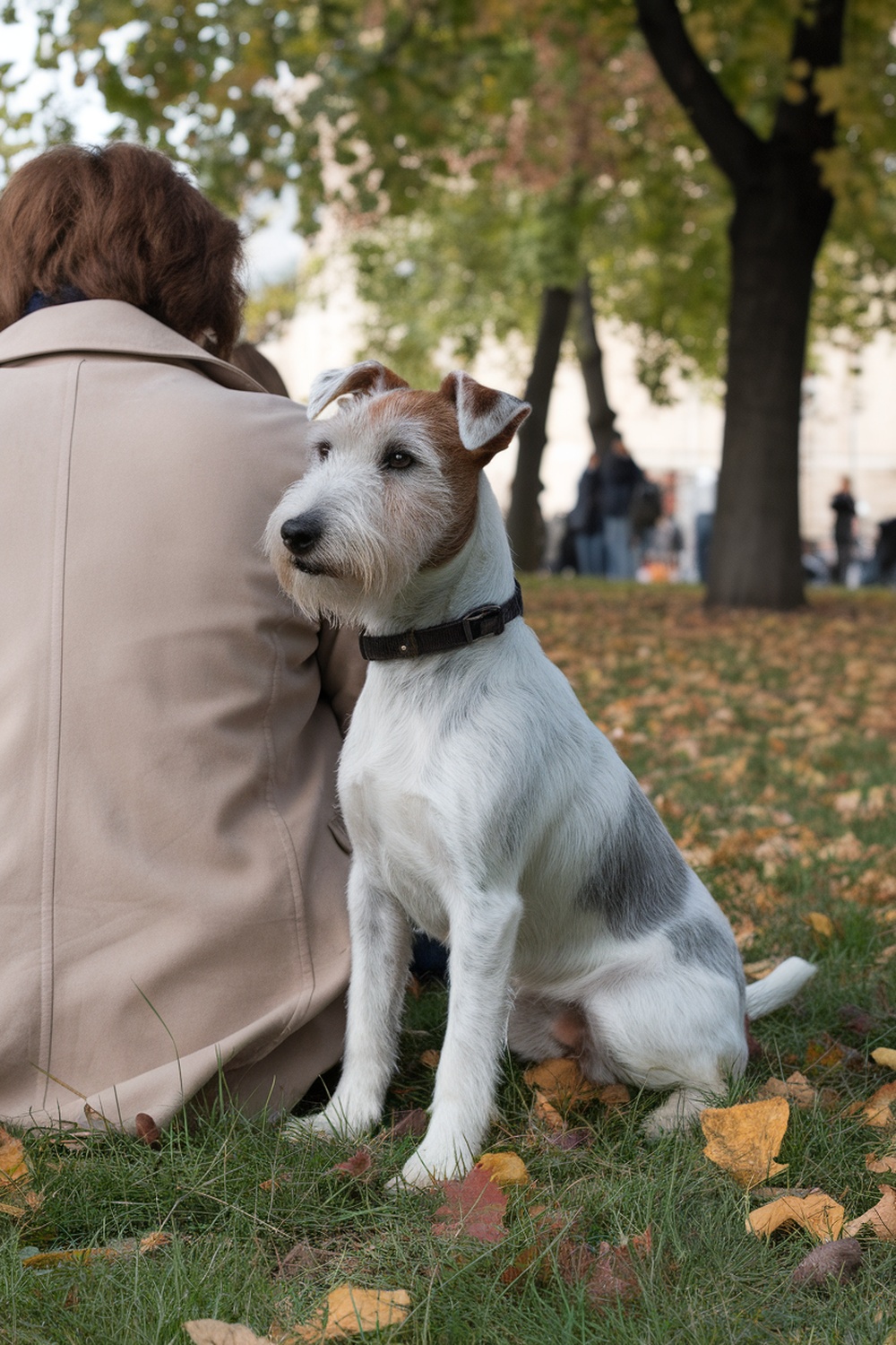 A Wire Fox Terrier sitting beside a person in a park, showcasing its loyalty.