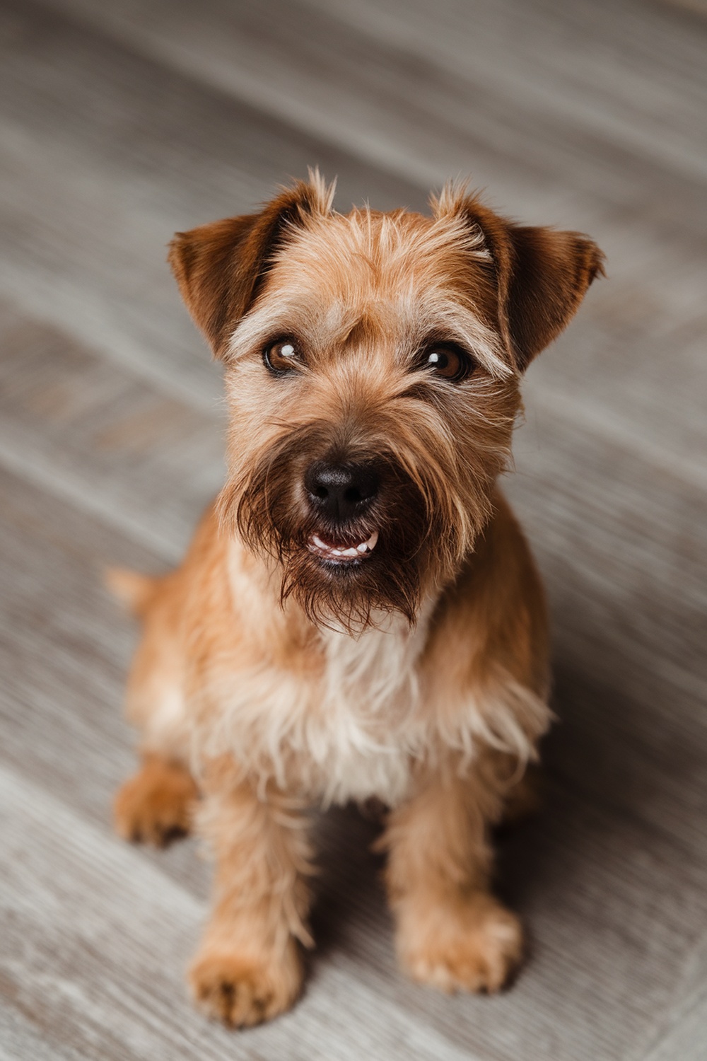 A cute Border Terrier with a friendly expression sitting on a wooden floor.