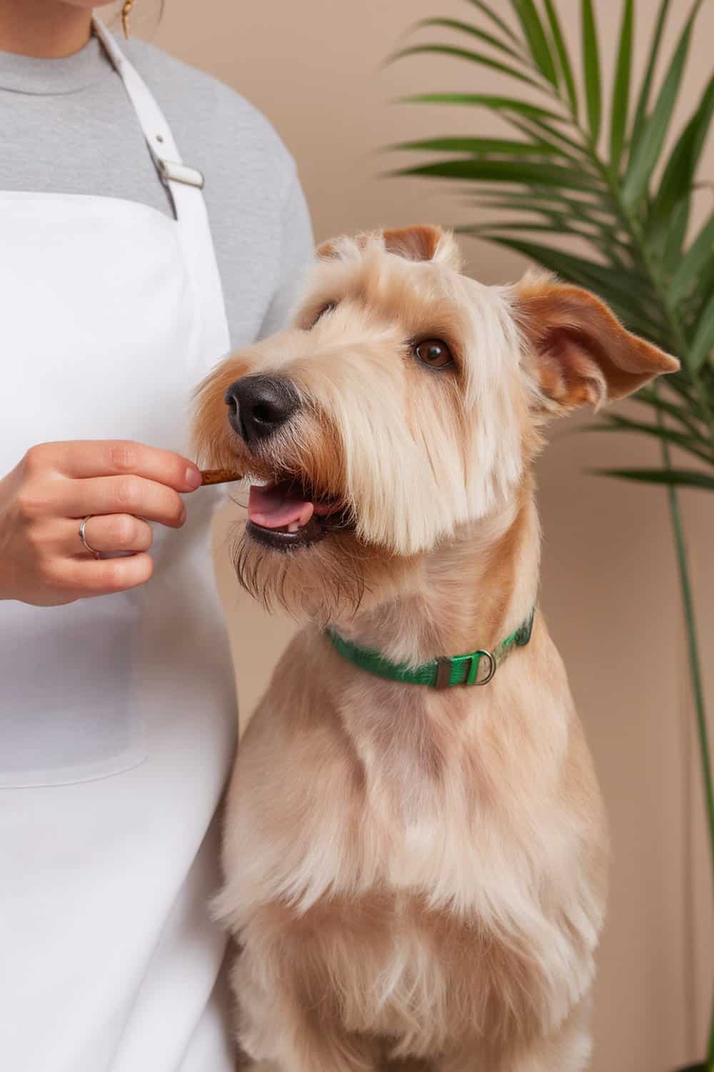 A person rewarding a Wheaten Terrier with a treat after grooming.
