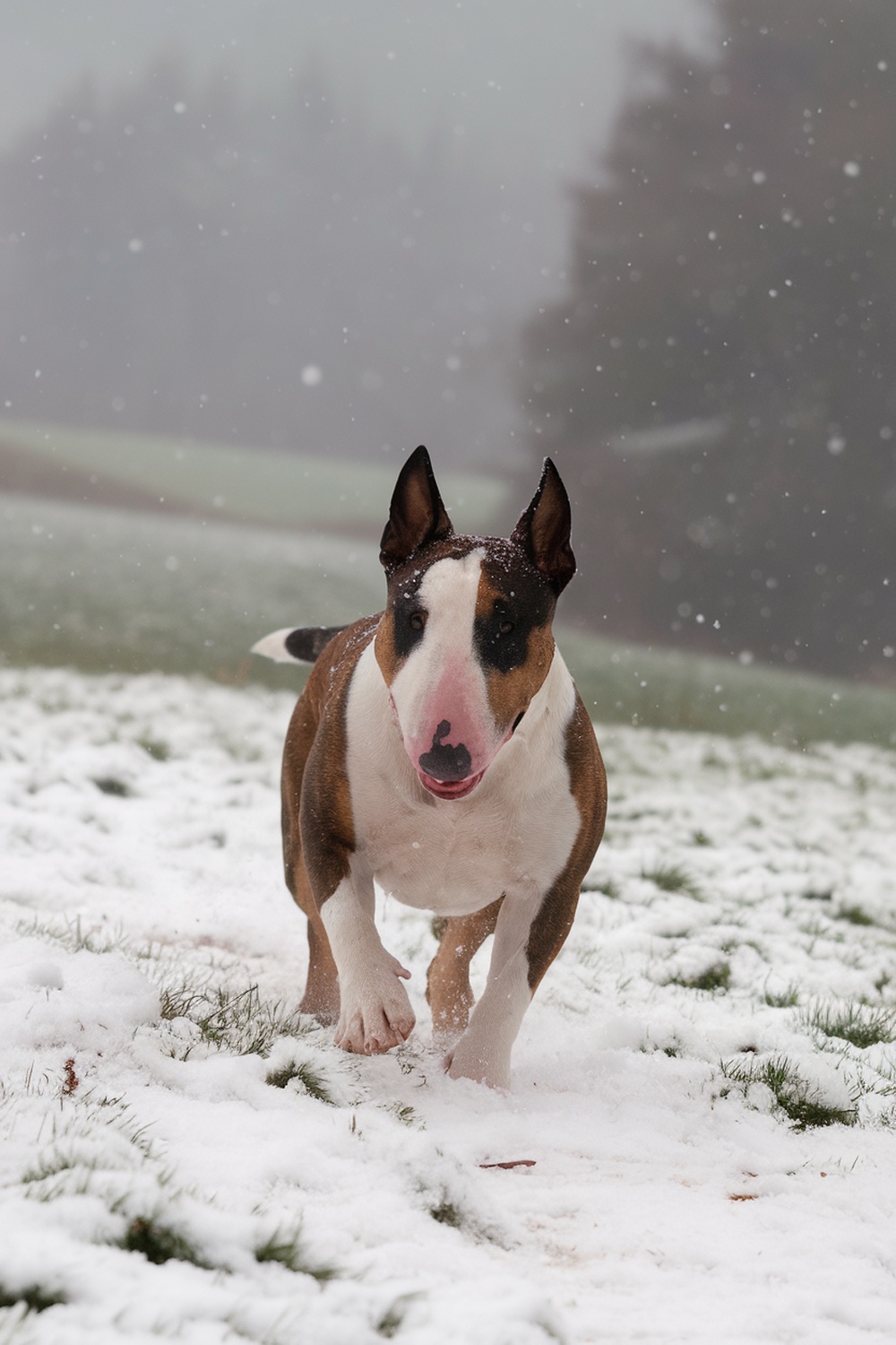 A Bull Terrier running joyfully in the snow.