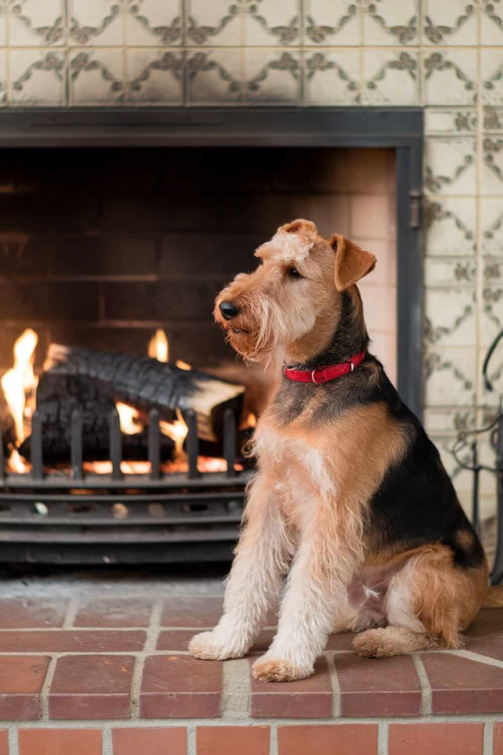 Airedale Terrier sitting by a fireplace, showcasing its gentle demeanor.