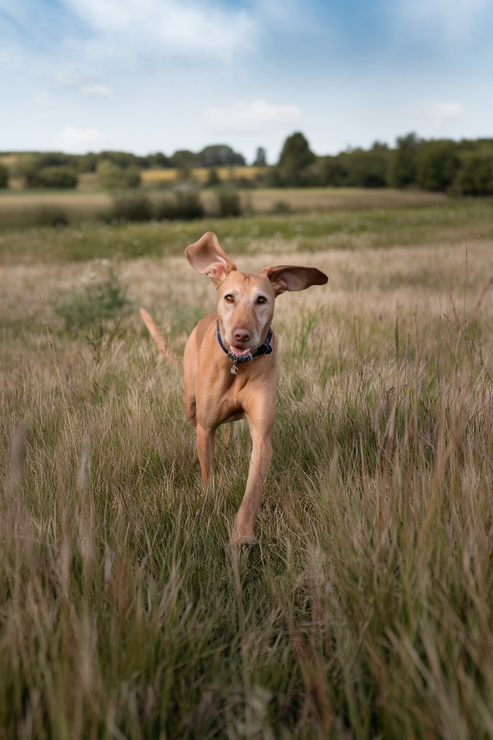 Airedale and Vizsla mix running in a grassy field.