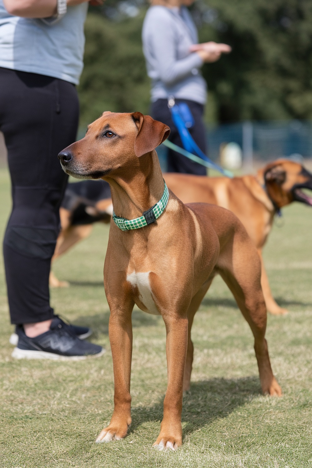 Airedale and Belgian Malinois mix dog standing in a park.