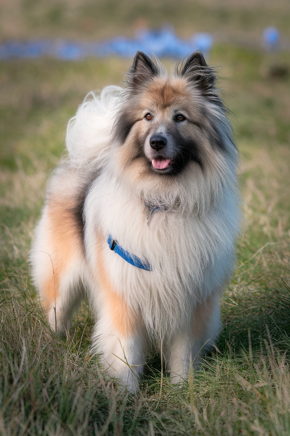 A Hollandse Herdershond with long fur standing in a grassy field.