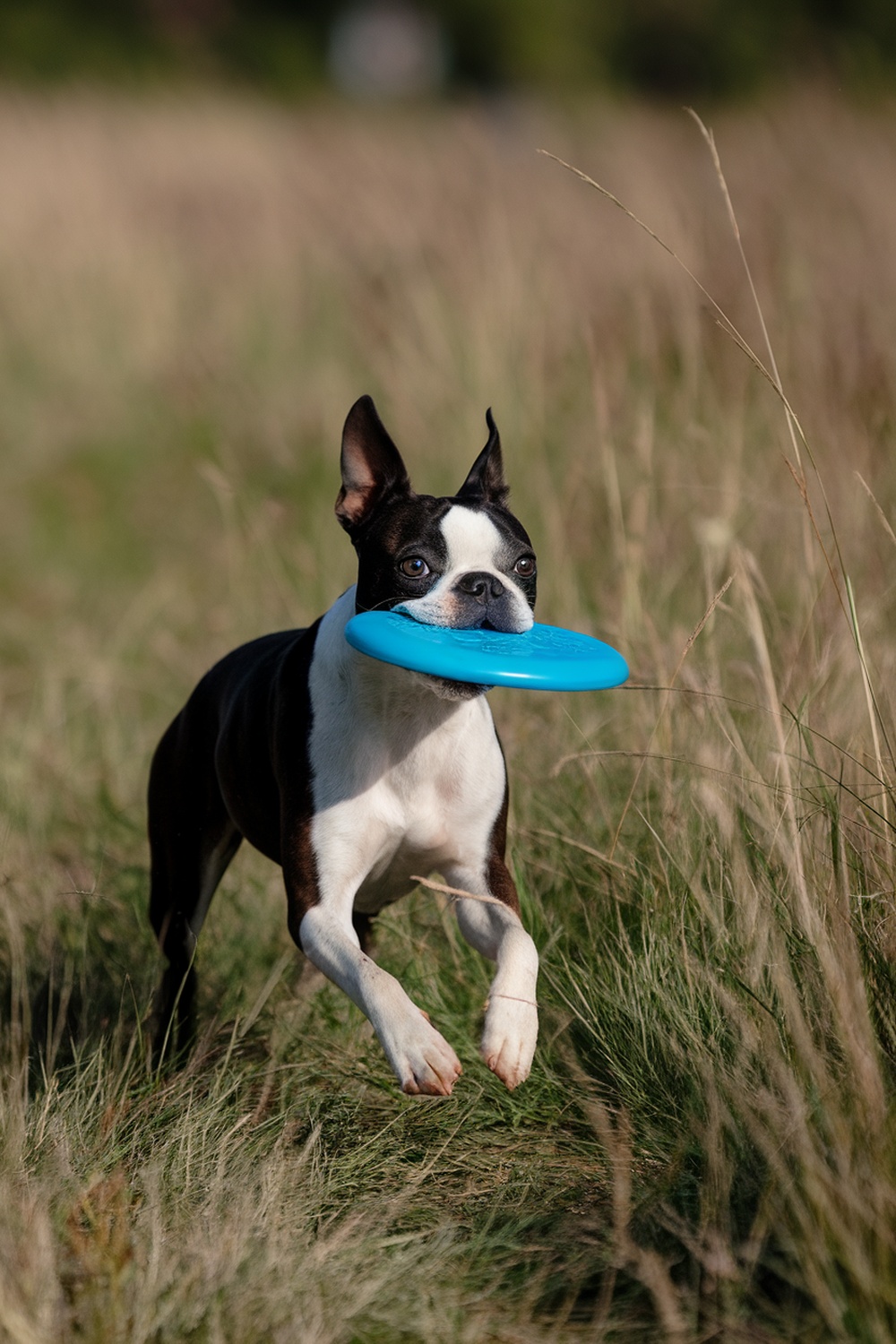 A Boston Terrier running with a blue frisbee in its mouth, showcasing its playful spirit.