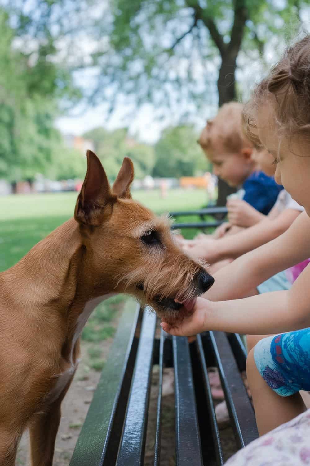 An Irish Terrier interacting gently with children in a park.