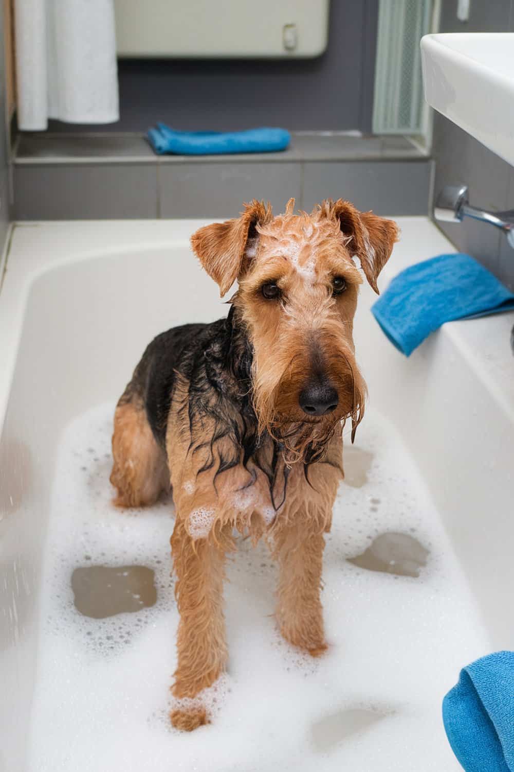 Airedale Terrier sitting in a bathtub filled with bubbles.