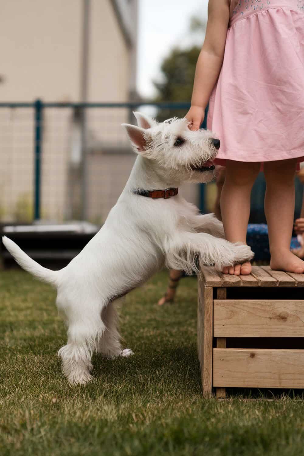 A Scottish Terrier puppy interacting with a child, showcasing playful behavior.