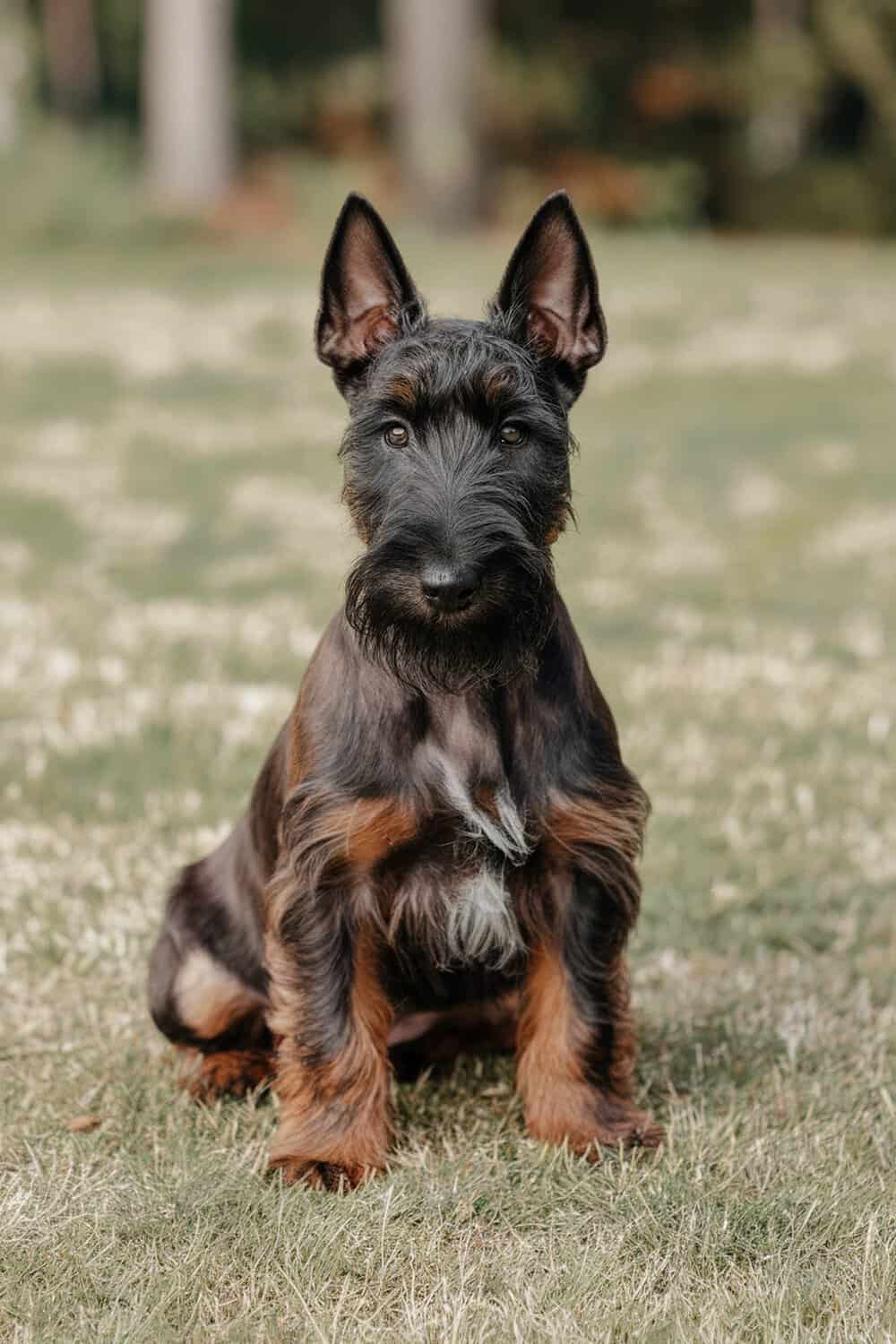 A Scottish Terrier puppy sitting on grass, showcasing its healthy appearance.