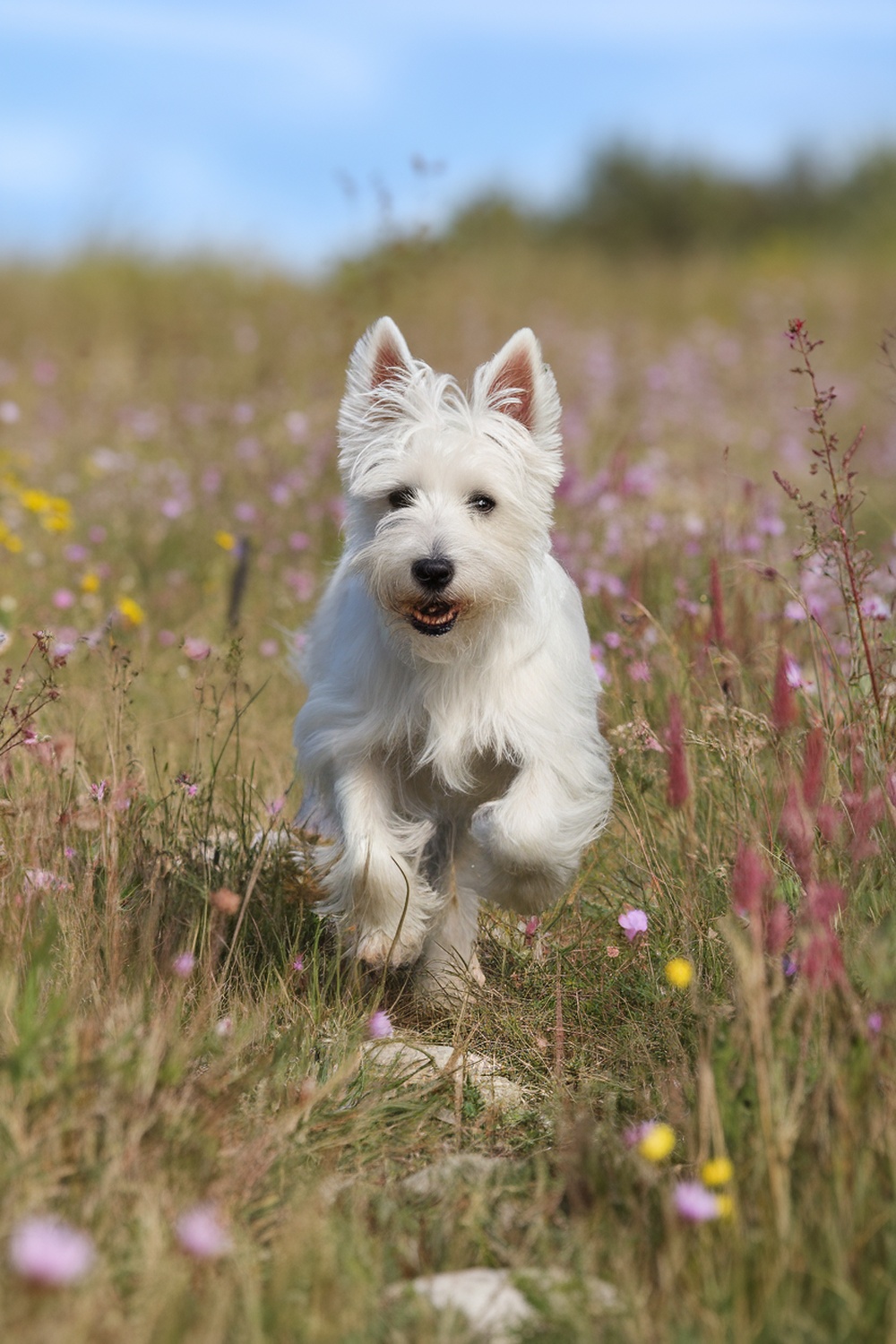 A West Highland White Terrier running joyfully through a field of flowers.