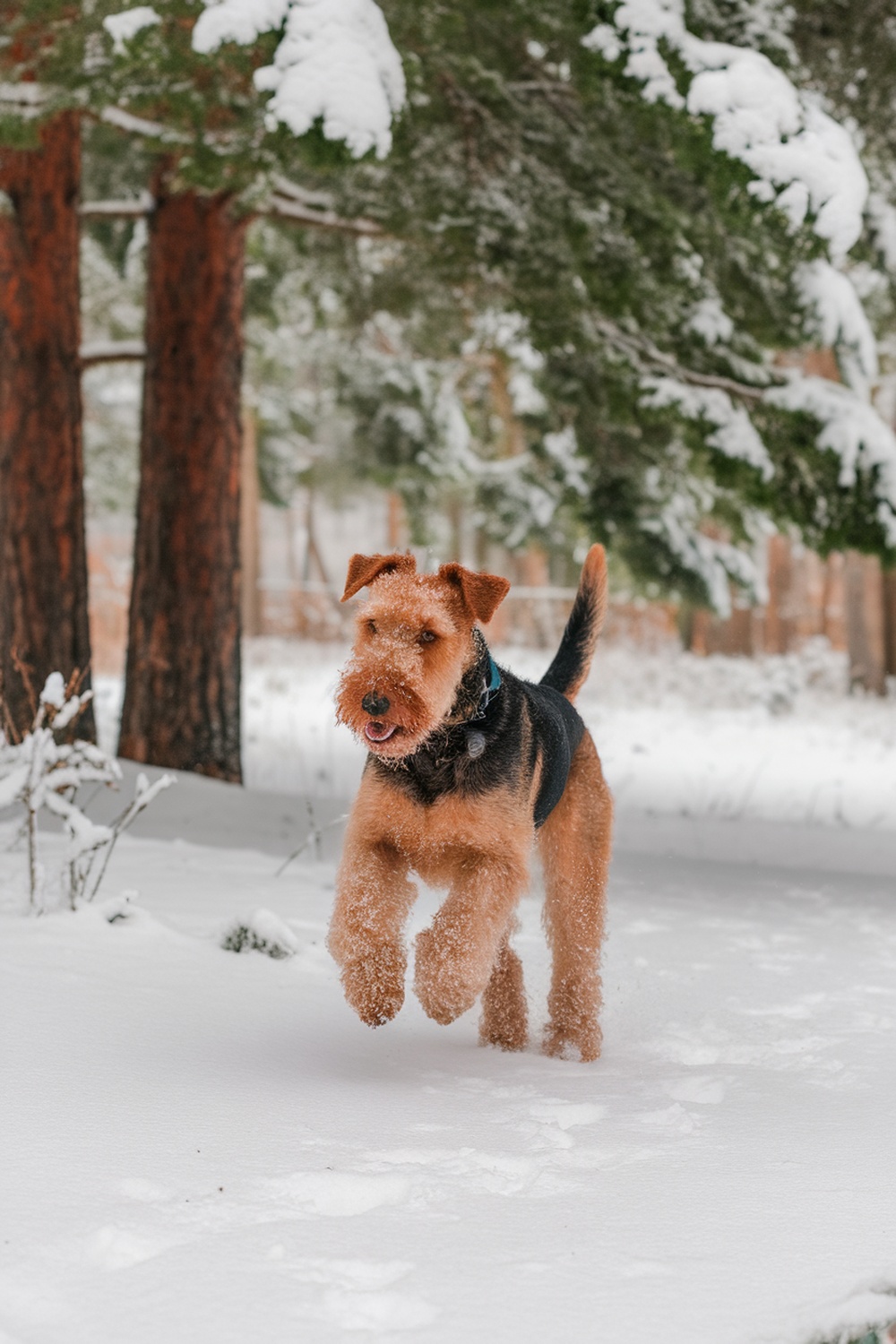 Airedale Terrier running in the snow among trees