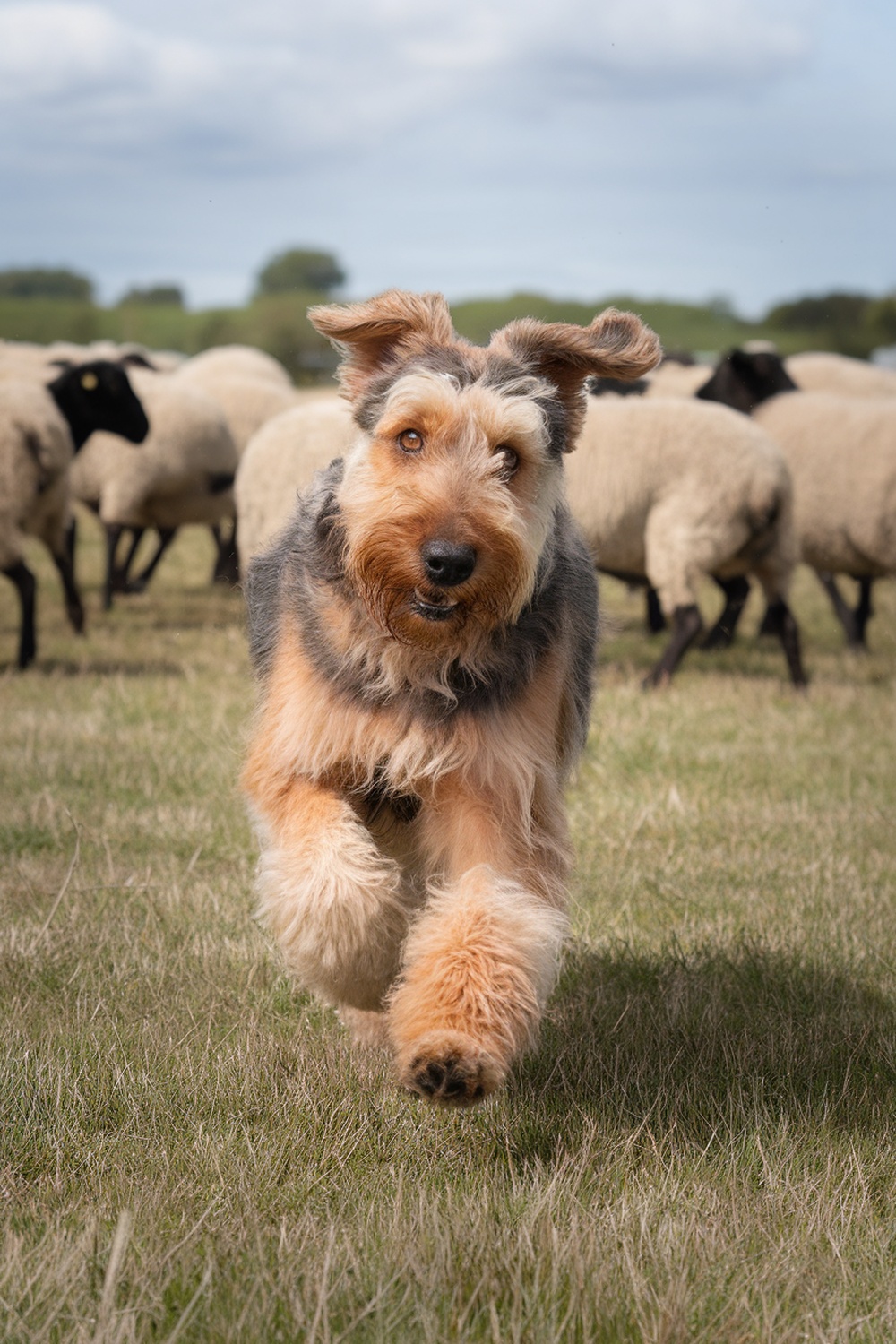 Airedale Terrier running in a field with sheep
