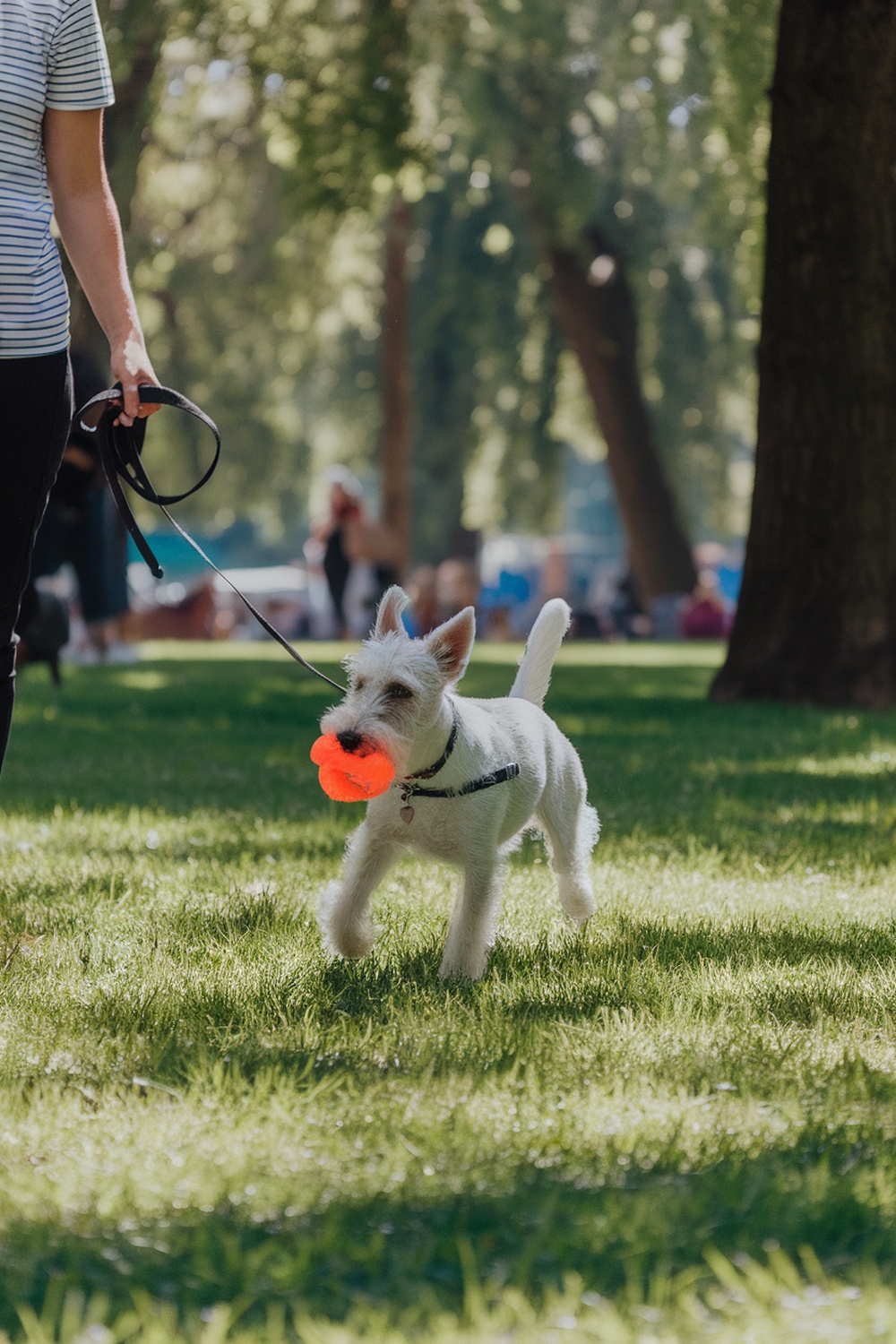 A Wire Fox Terrier playing with a bright orange toy in a park.