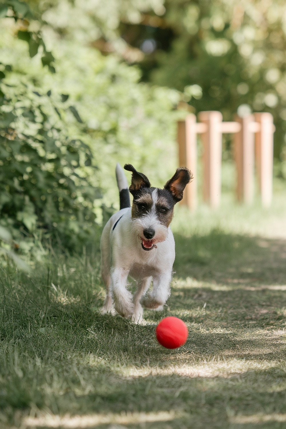 A Welsh Terrier running towards a red ball in a green park.