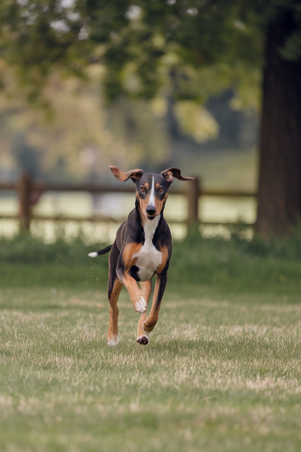 Airedale and Whippet mix running in a grassy field