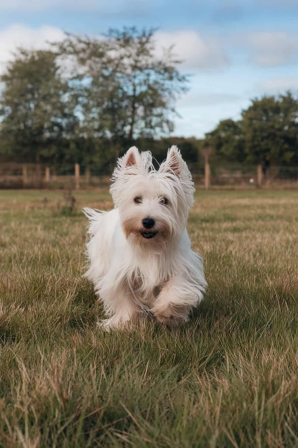 A West Highland White Terrier running in a grassy field, showcasing its long white fur and playful demeanor.