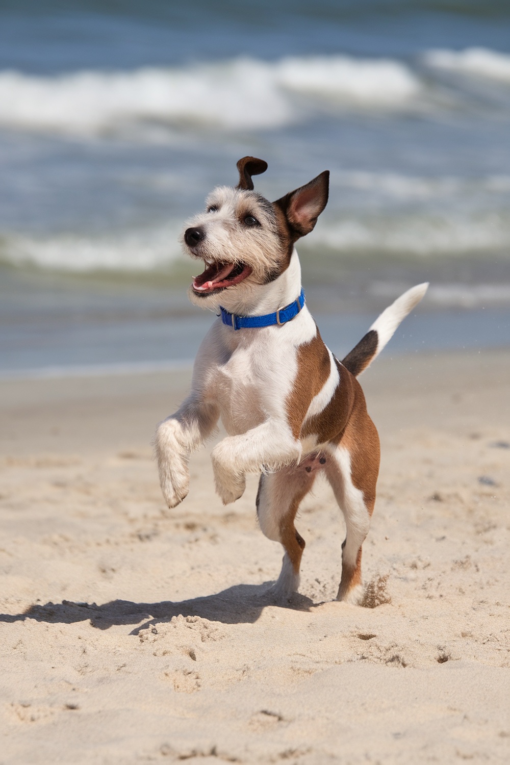 A happy Sealyham Terrier running on the beach