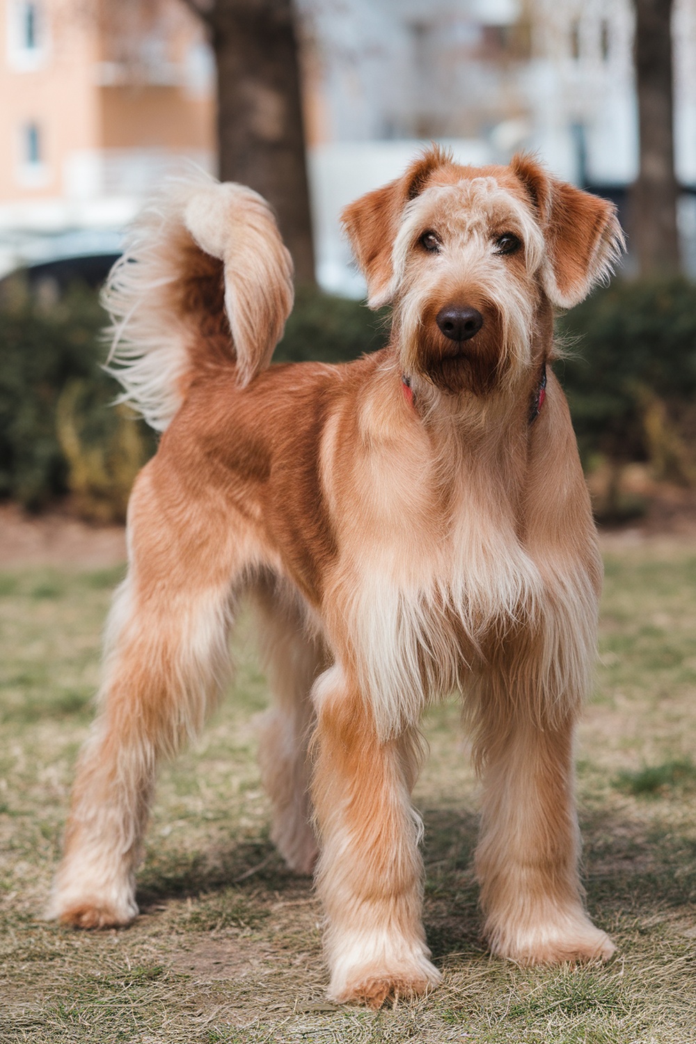 Airedale and Irish Setter mix standing in a grassy area.