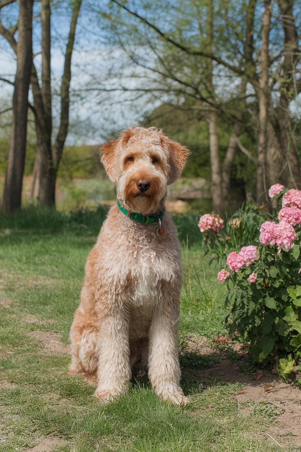 Airedale and Poodle mix sitting in a garden with flowers.