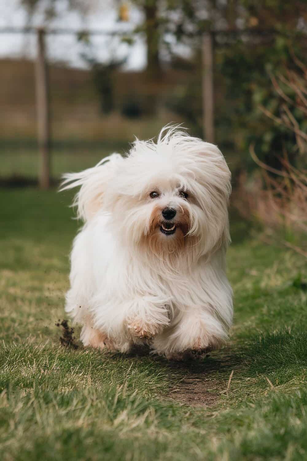 A Bichon Frise running on grass with a fluffy coat.